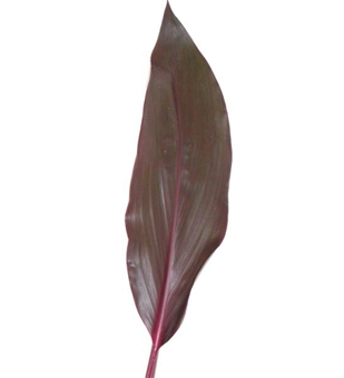 (image for) Ti Leaves - Red